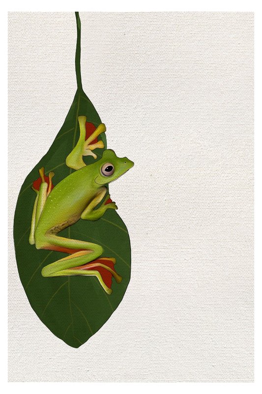 Malabar Gliding Frog 1 by sambaarwadi