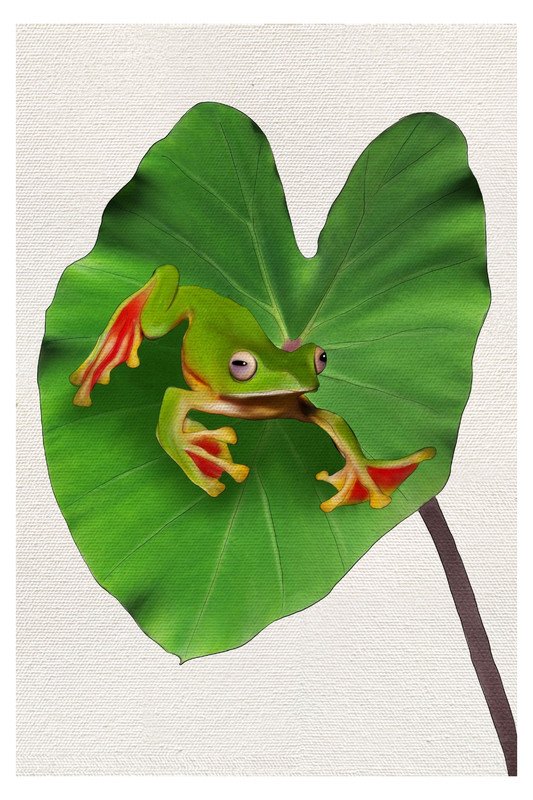 Malabar Gliding Frog 2 by sambaarwadi