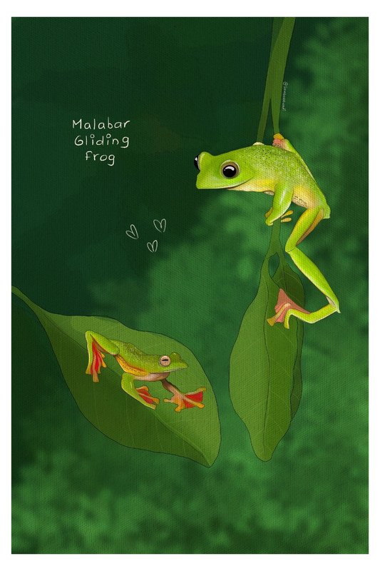 Malabar Gliding Frog by sambaarwadi