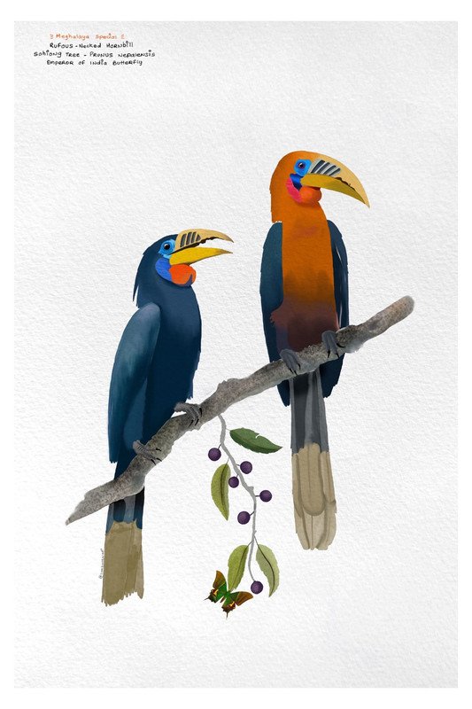 Meghalaya Special Rufous Necked Hornbill by sambaarwadi