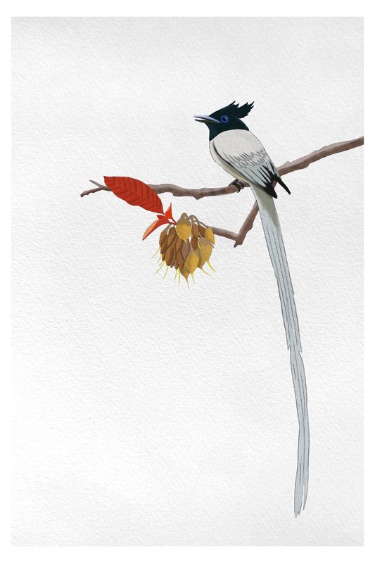 Paradise Fly Catcher Male and Red Leaf by sambaarwadi