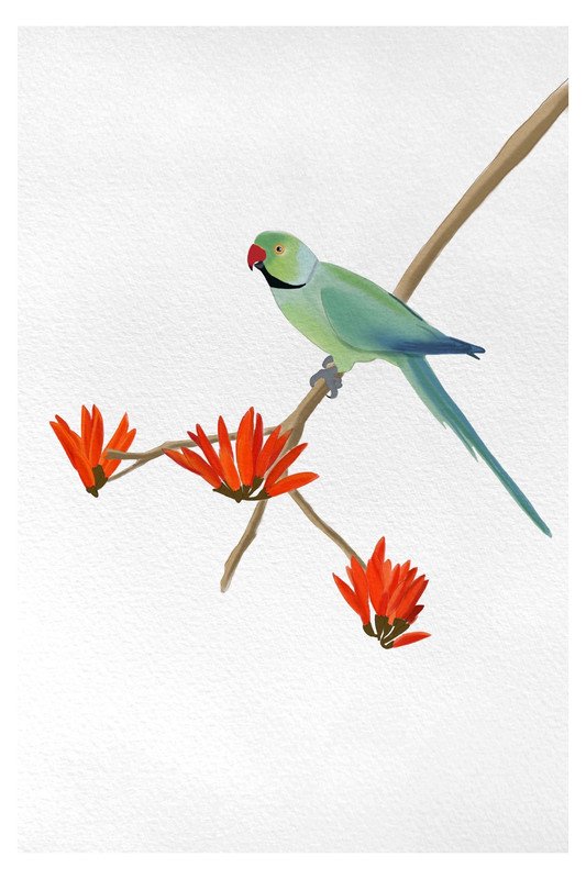 Parakeet by sambaarwadi