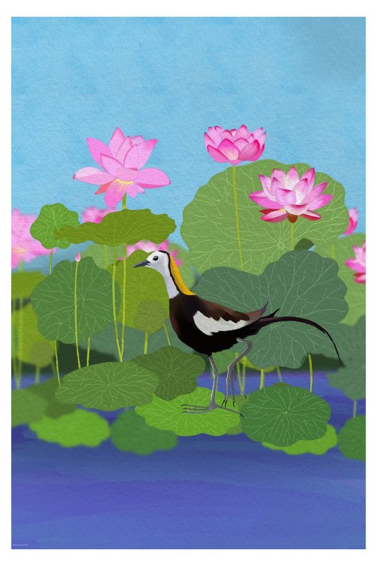 Pheasant Tailed Jacana by sambaarwadi