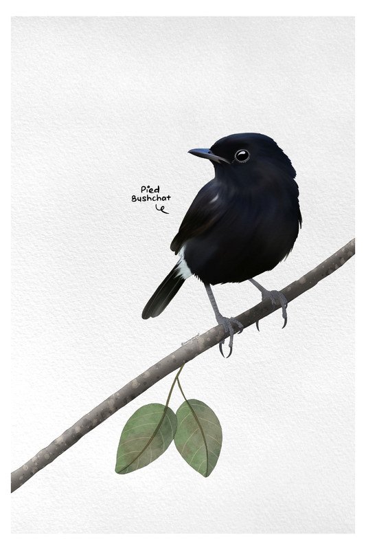 Pied Bushchat by sambaarwadi