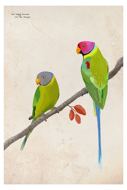 Plum Headed Parakeet and Soal Tree by sambaarwadi