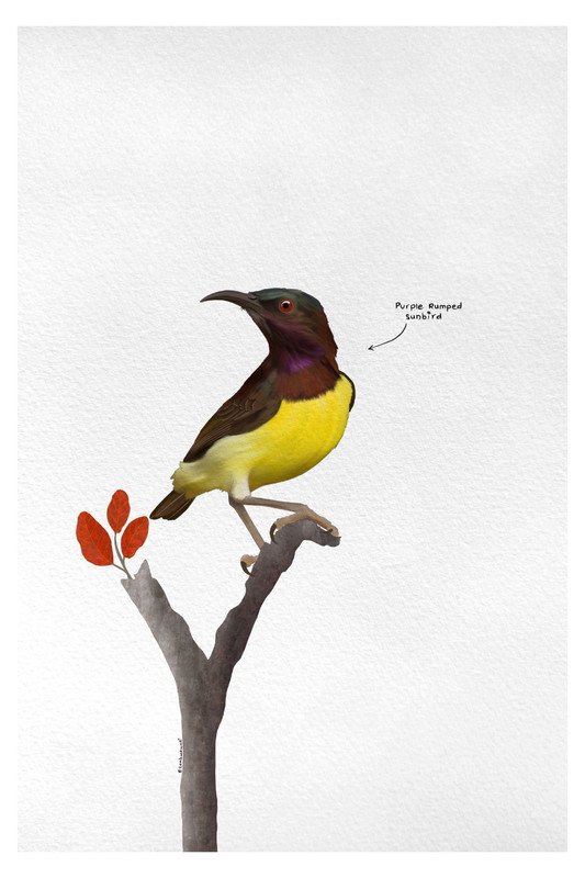 Purple Rumped Sunbird by sambaarwadi