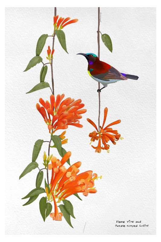 Purple Rumped Sunbird and Flame Vine by sambaarwadi
