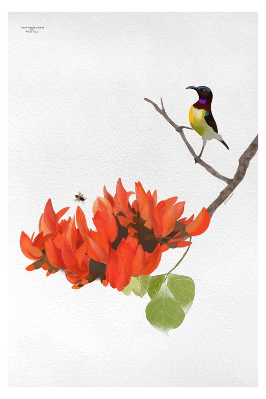 Purple Rumped Sunbird and Palash Tree by sambaarwadi