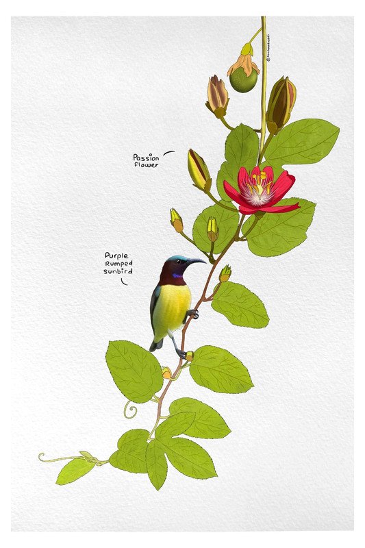 Purple Rumped Sunbird and Passion Flower by sambaarwadi