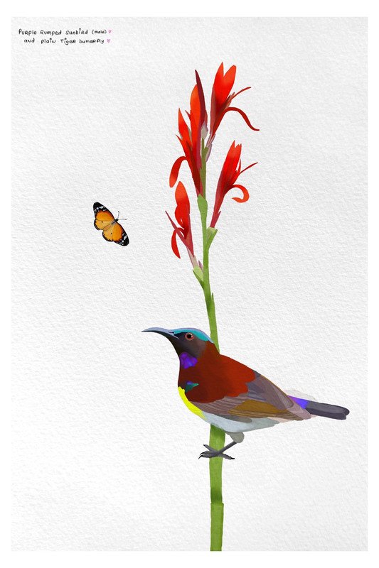 Purple Rumped Sunbird and Plain Tiger Butterfly by sambaarwadi