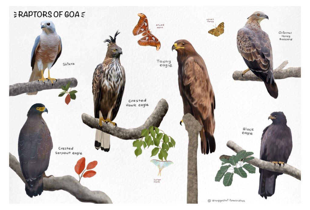 Raptors of Goa by sambaarwadi