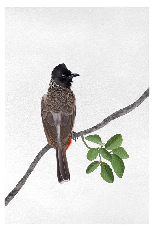 Red Vented Bulbul by sambaarwadi