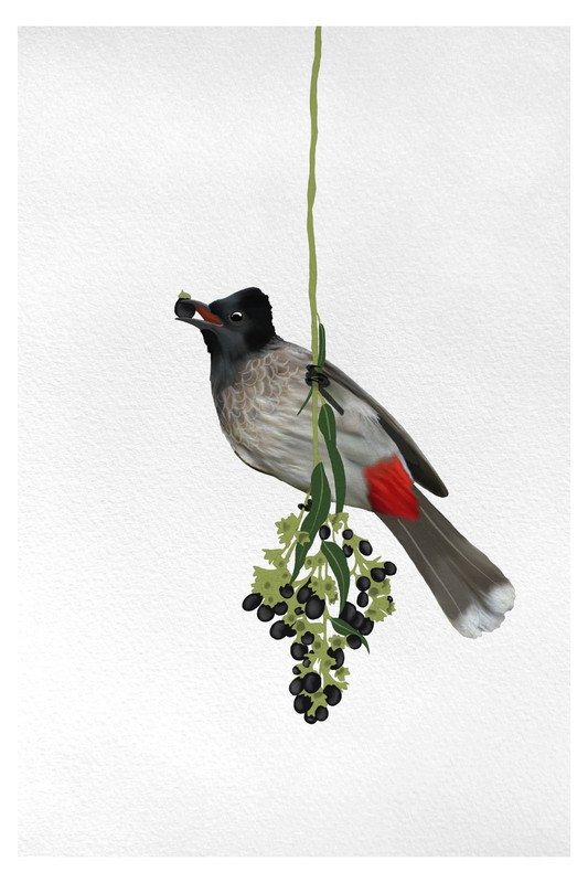 Red Vented Bulbul on black fruit branch by sambaarwadi