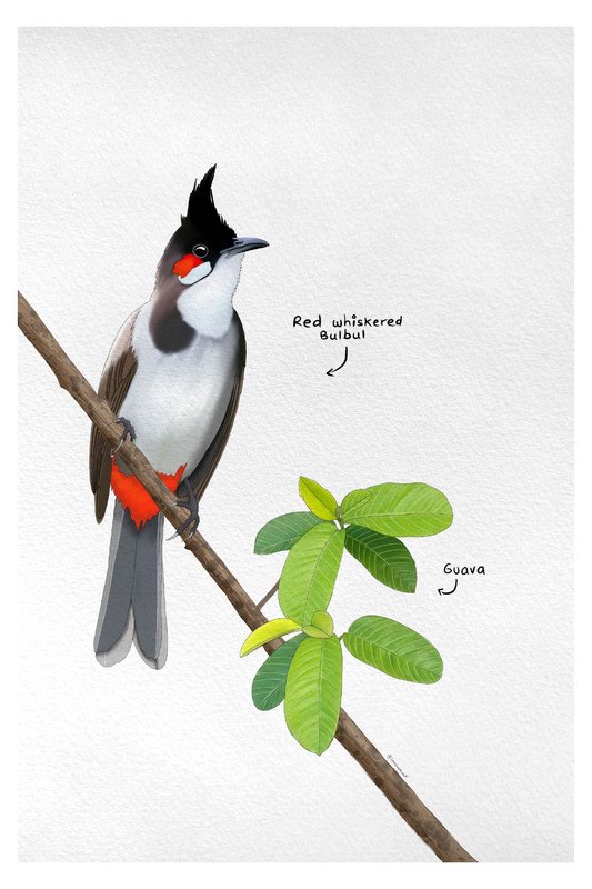 Red Whiskered Bulbul by sambaarwadi