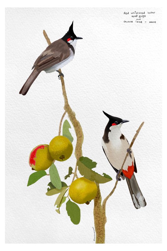 Red Whiskered Bulbul and Guava Tree by sambaarwadi