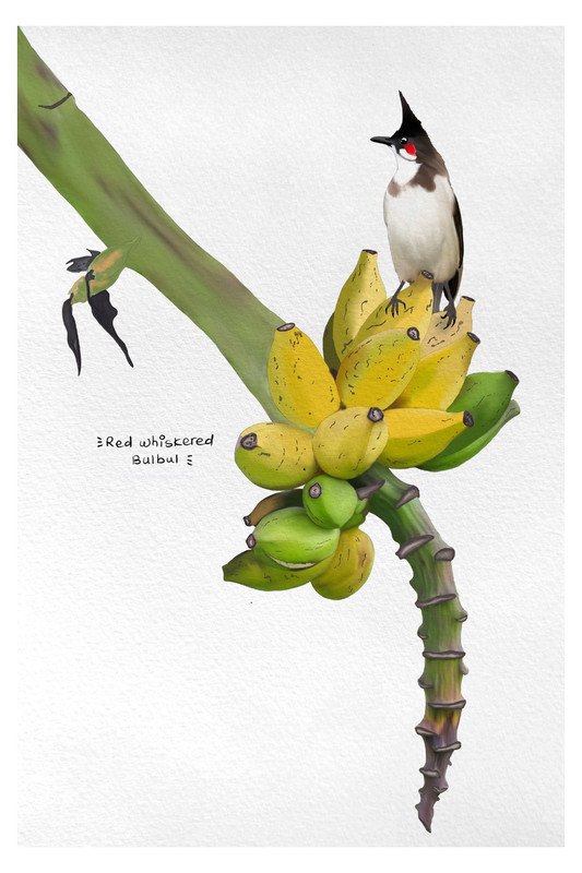 Red Whiskered Bulbul on Banana Tree by sambaarwadi