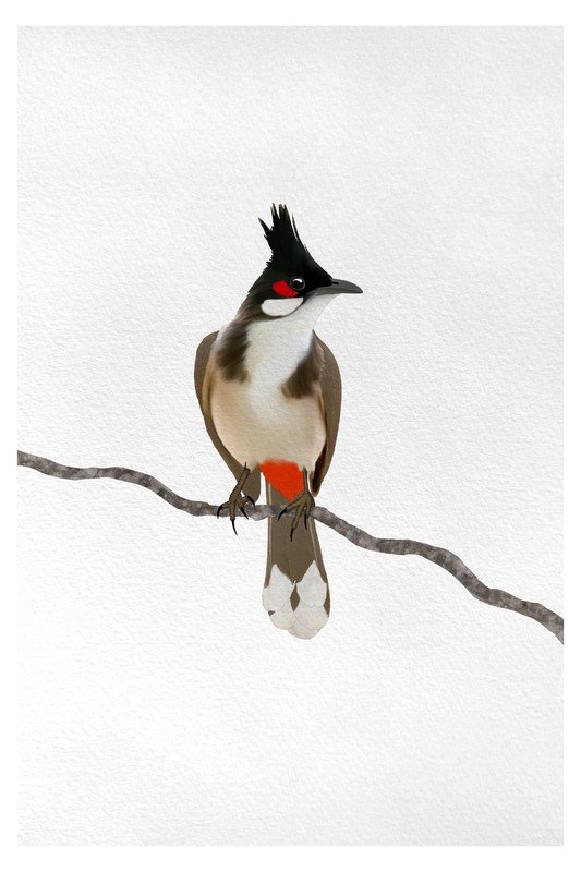 Red Whiskered Bulbul on Branch by sambaarwadi