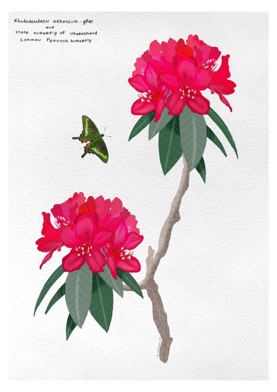Rhododendron Arboreum and Common Peacock Butterfly by sambaarwadi