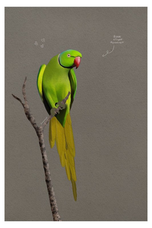 Rose Ringed Parakeet 2 by sambaarwadi