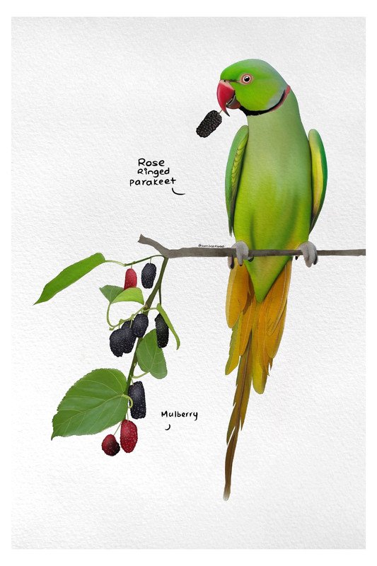 Rose Ringed Parakeet by sambaarwadi