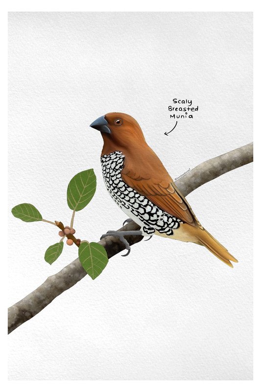 Scaly Breasted Munia by sambaarwadi
