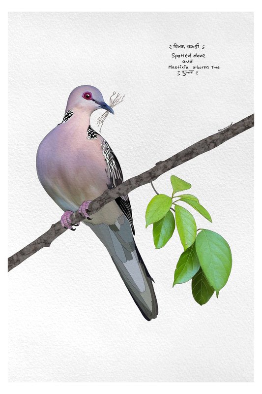 Spotted Dove by sambaarwadi