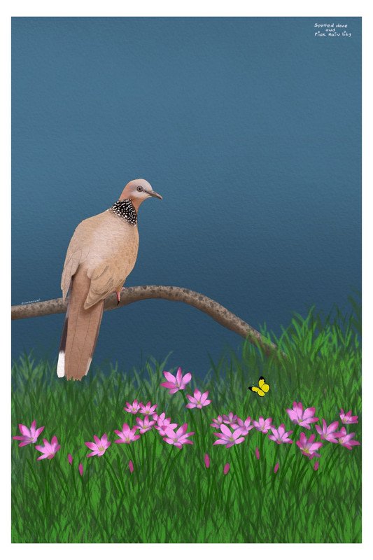 Spotted Dove and Pink Rain Lily by sambaarwadi