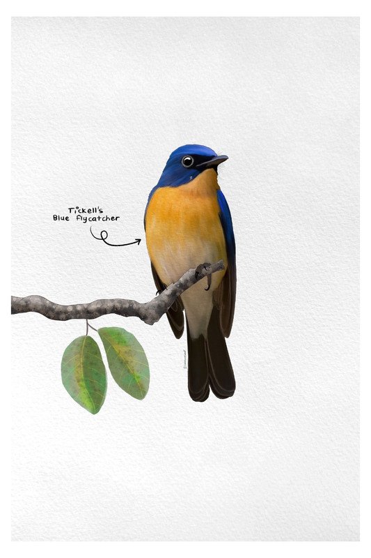Tickell's Blue Flycatcher by sambaarwadi