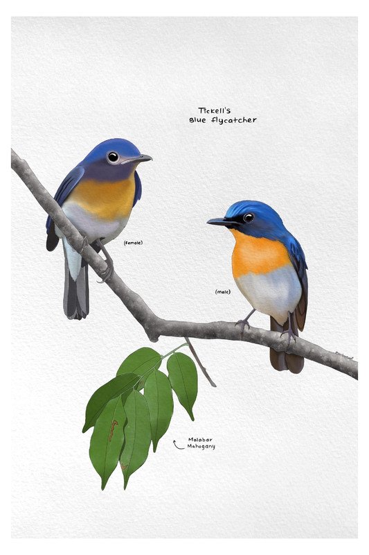 Tickell's Blue Flycatcher male and female by sambaarwadi