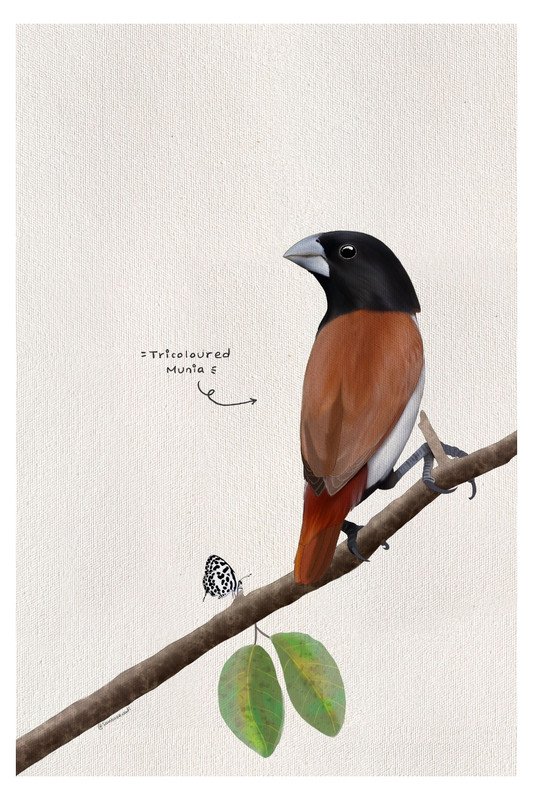 Tricoloured Munia by sambaarwadi