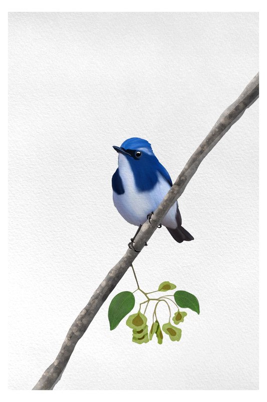 Ultra marine flycatcher by sambaarwadi