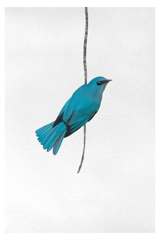 Verditer Flycatcher by sambaarwadi