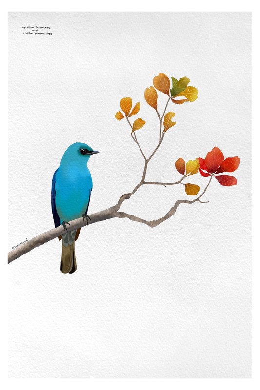 Verditer Flycatcher and Almond Tree by sambaarwadi