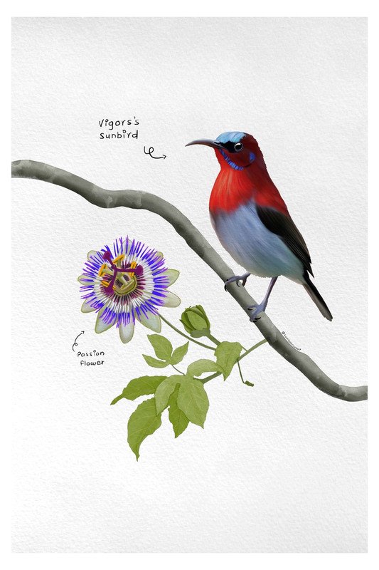 Vigors's Sunbird and Passion Flower by sambaarwadi
