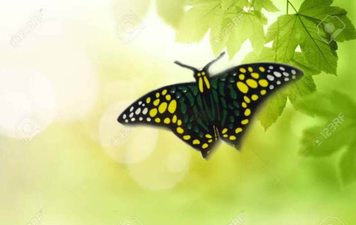 Common jay Butterfly Lapel Pin by WildCorner