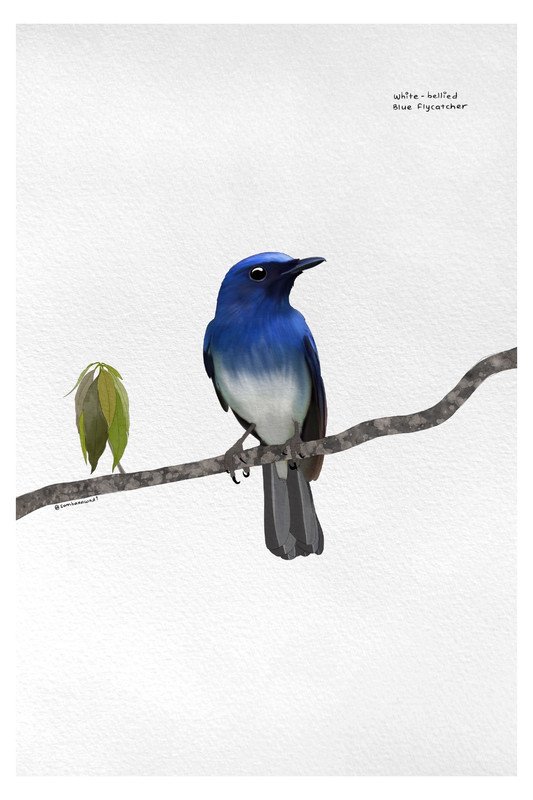 White Bellied Blue Flycatcher by sambaarwadi
