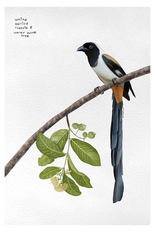 White Bellied Treepie by sambaarwadi