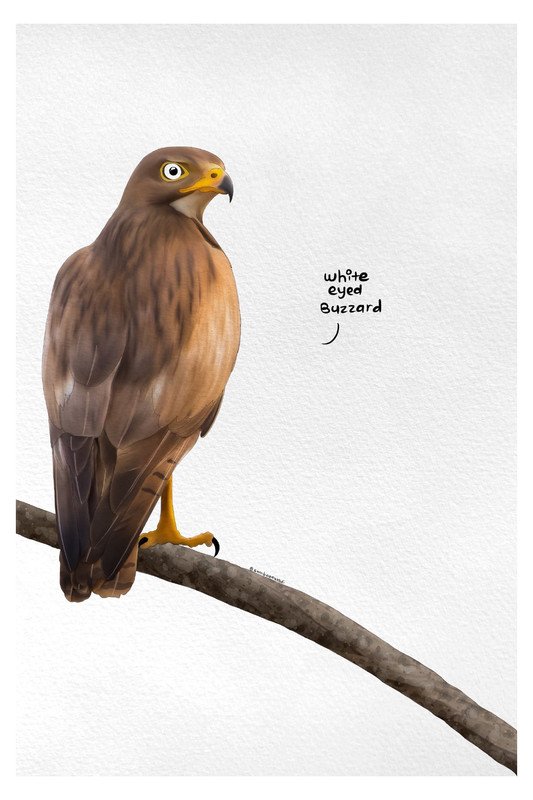 White Eyed Buzzard by sambaarwadi