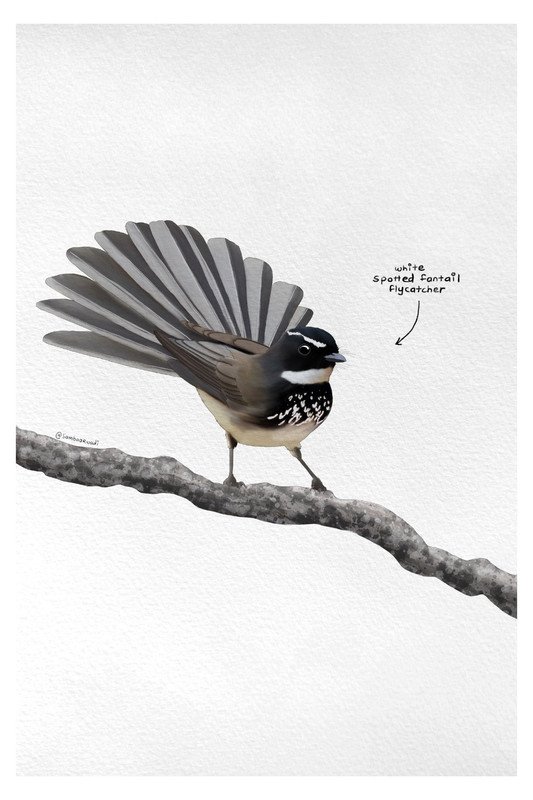 White Spotted Fantail Flycatcher by sambaarwadi