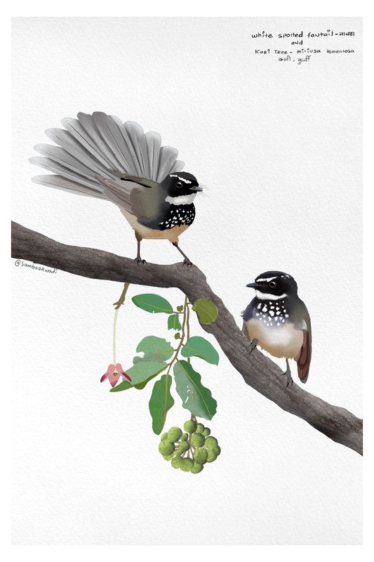 White Spotted Fantail Flycatcher and Kari Tree by sambaarwadi