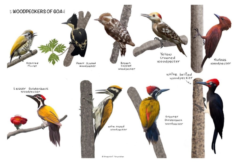 Woodpeckers of Goa by sambaarwadi