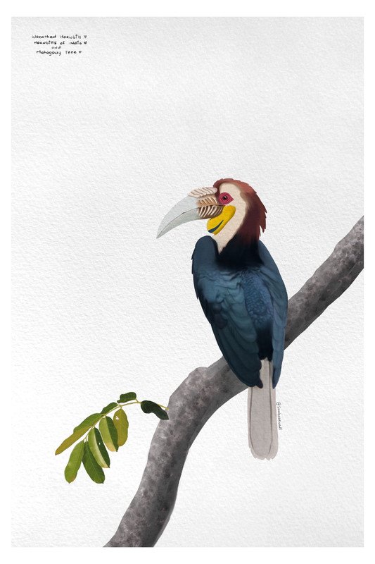 Wreathed Hornbill and Mahogany Tree by sambaarwadi