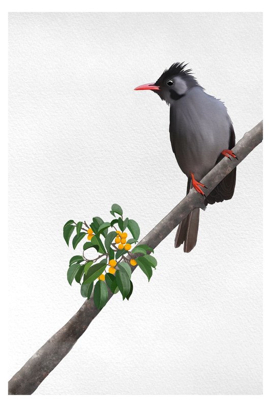 black bulbul by sambaarwadi