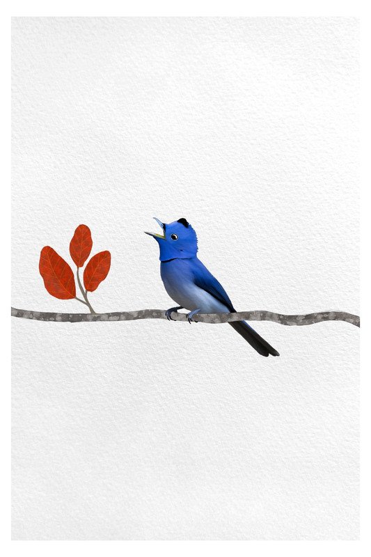 black naped monarch fc by sambaarwadi