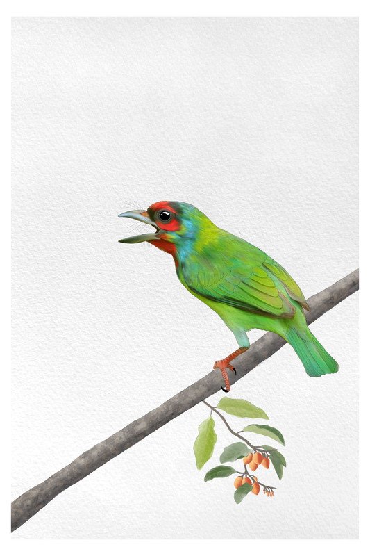 malabar barbet by sambaarwadi