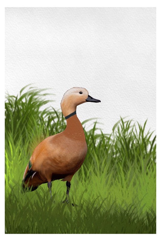 rudy shelduck by sambaarwadi