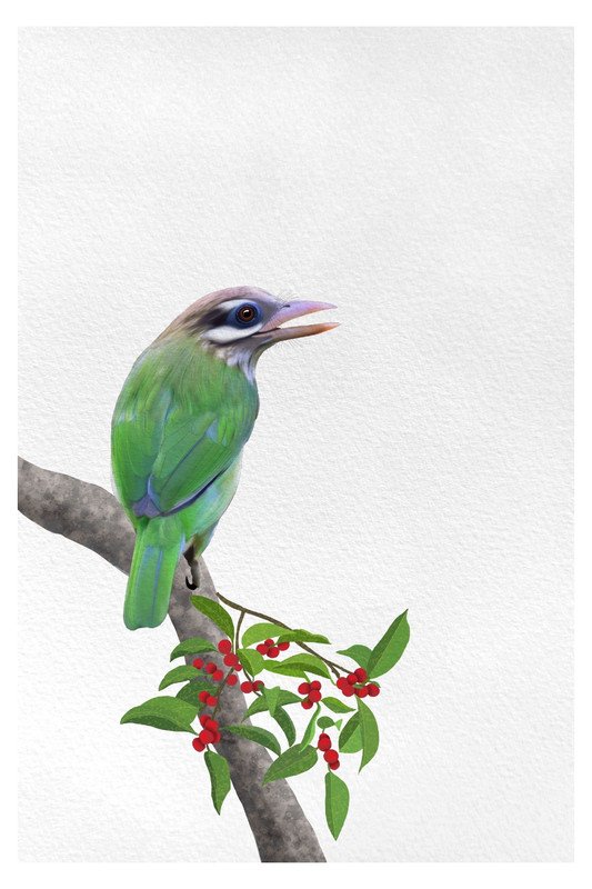 white cheecked barbet by sambaarwadi