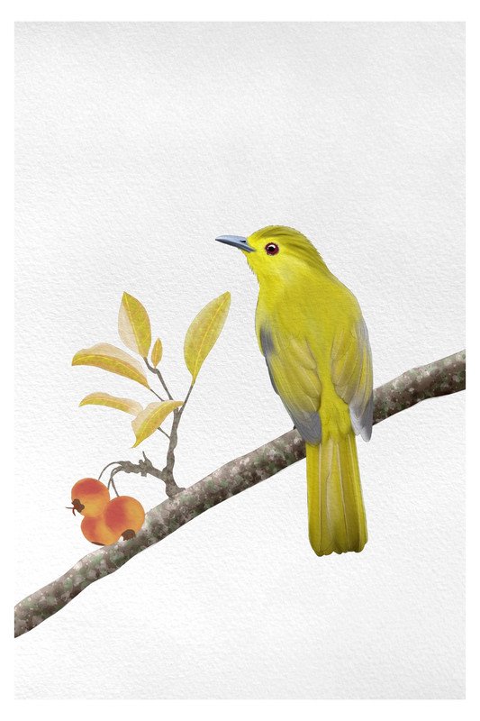 yellow browed bulbul by sambaarwadi